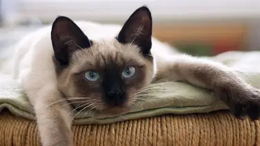 ¡Estas son las principales causas de muerte en los gatos! ¡Estas son las principales causas de muerte en los gatos!