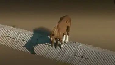 Brasil| Caballo queda atrapado sobre un techo tras fuertes inundaciones Brasil| Caballo queda atrapado sobre un techo tras fuertes inundaciones