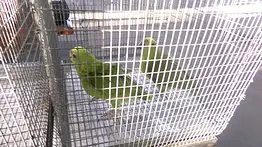 EEUU | Cae traficante de animales con aves ocultas en su auto