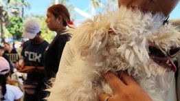 Anuncian jornada de atención veterinaria gratuita en Caracas (+Fecha)