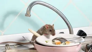 Evita ratones en tu casa: Sigue estas recomendaciones Evita ratones en tu casa: Sigue estas recomendaciones