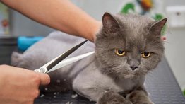 ¿Los gatos necesitan un corte de pelo?