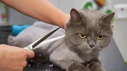 ¿Los gatos necesitan un corte de pelo?