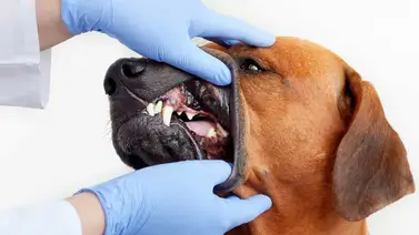 Guía esencial para una sonrisa canina saludable Guía esencial para una sonrisa canina saludable