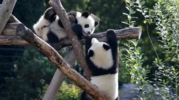 EEUU| Trasladan a osos pandas a California (+Detalles)