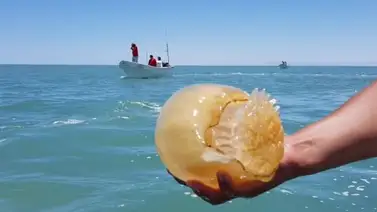 Venezuela exporta la medusa “bola de cañón” que invade sus costas a China Venezuela exporta la medusa “bola de cañón” que invade sus costas a China