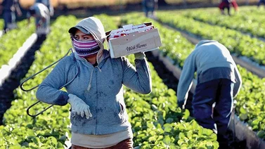 EEUU| Nueva norma de protección para inmigrantes que trabajan en el sector agrícola