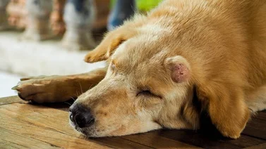 ¡Alerta! Estas son señales que pueden indicar cáncer en el perro