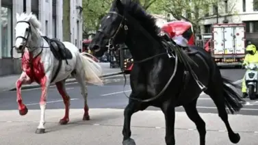 Caballos se hacen virales tras causar desastres en Londres (+Video) Caballos se hacen virales tras causar desastres en Londres (+Video)