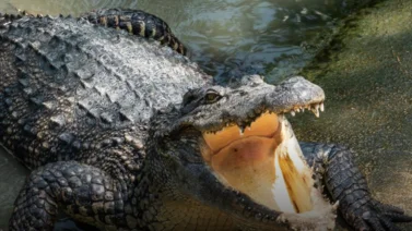 Capturan a caimán en plena calle de Florida (+Video)