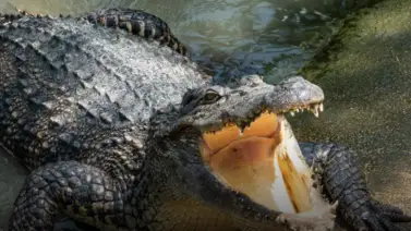 Capturan a caimán en plena calle de Florida (+Video) Capturan a caimán en plena calle de Florida (+Video)