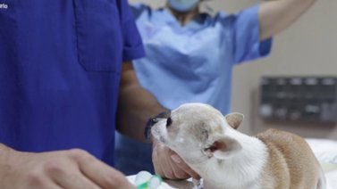¿Cuánto gana un veterinario en Miami?