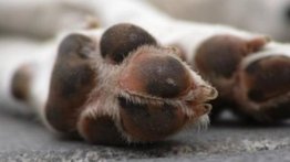 Denuncian el hallazgo de animales mutilados en El Marqués (+Fotos)