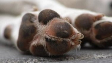 Denuncian el hallazgo de animales mutilados en El Marqués (+Fotos)