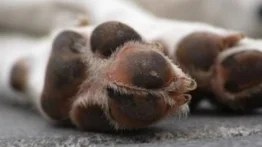 Denuncian el hallazgo de animales mutilados en El Marqués (+Fotos)