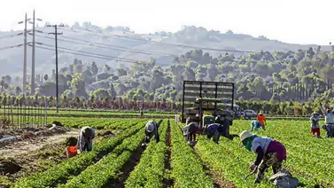 ¿Cuáles son los empleos que otorga la visa H-2A en EEUU? (+Requisitos) ¿Cuáles son los empleos que otorga la visa H-2A en EEUU? (+Requisitos)