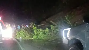 Lluvias dejan árboles caídos en la Autopista Regional del Centro Lluvias dejan árboles caídos en la Autopista Regional del Centro