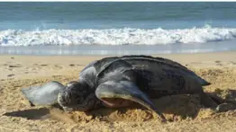 La tortuga más grande del planeta depositó sus huevos en Margarita (+Video)