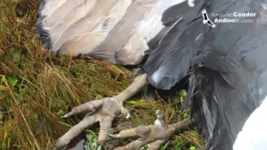 Ecuador| Localizan cóndor con más de quince perdigones Ecuador| Localizan cóndor con más de quince perdigones