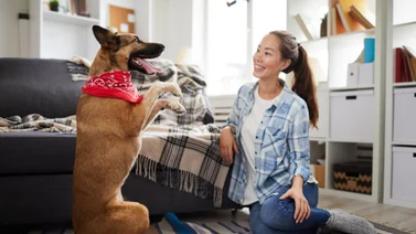 Estas son las palabras que comprenden los perros