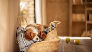 Forma natural de eliminar los parásitos en los perros Forma natural de eliminar los parásitos en los perros