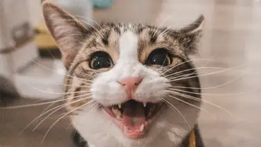 ¿Sabías que los gatos rotan sus orejas hasta 180 grados? ¿Sabías que los gatos rotan sus orejas hasta 180 grados?