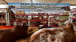 Delcy Rodríguez se pronuncia sobre el precio de la carne en el país
