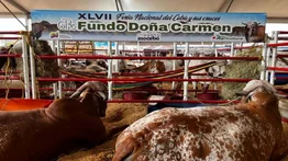 Delcy Rodríguez se pronuncia sobre el precio de la carne en el país