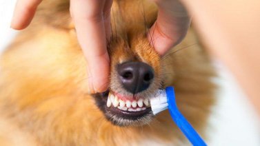 Lo que debes hacer para cuidar la salud bucal del perro