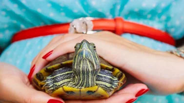 Conoce las enfermedades más comunes en las tortugas