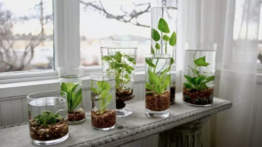 Así puedes cultivar plantas sin necesidad de usar tierra