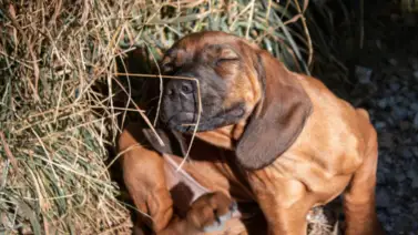 Con el calor llegan las pulgas y garrapatas ¡Elimínalas! Con el calor llegan las pulgas y garrapatas ¡Elimínalas!
