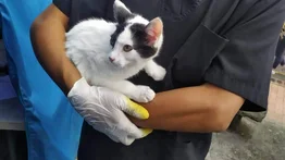 Jornadas de esterilización de mascotas en La Guaira y Miranda (+Calendario)