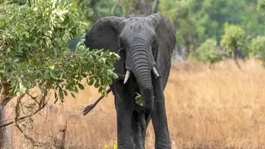 Un fallecido y varios heridos tras brutal ataque de elefante en Zambia
