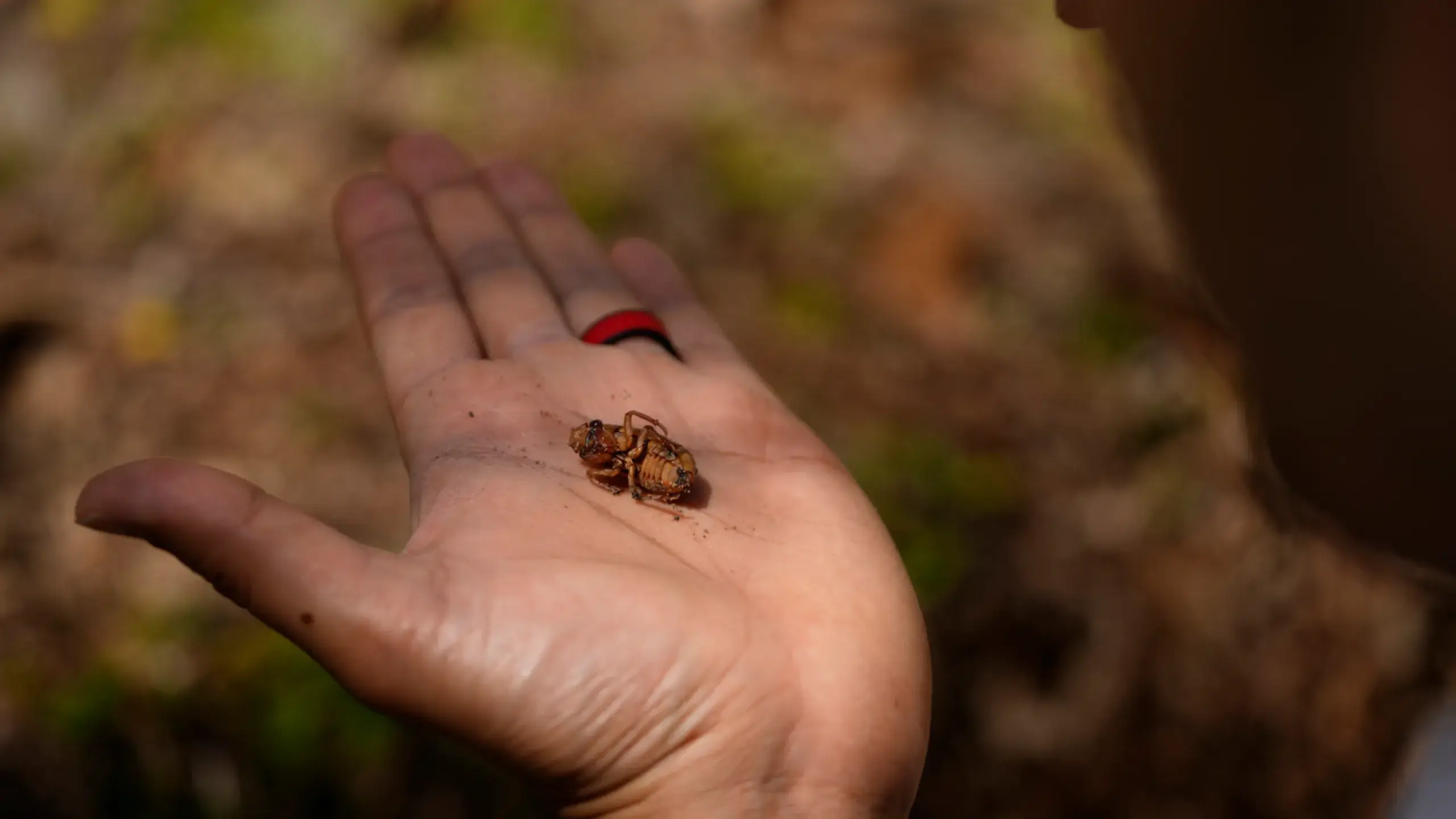Extraño fenómeno de cigarras tomará varios estados de EEUU (+Detalles)