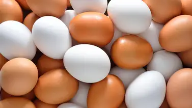 Urgente: El mayor productor de huevos de EEUU detiene producción por brote de gripe aviar Urgente: El mayor productor de huevos de EEUU detiene producción por brote de gripe aviar