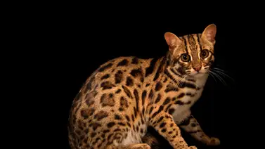 Si eres amante de los felinos, esto te va a encantar Si eres amante de los felinos, esto te va a encantar