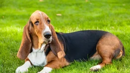 Estas son las razas de perros más desobedientes