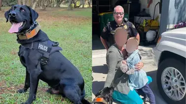 Perro policía rescata a niño desaparecido en Florida Perro policía rescata a niño desaparecido en Florida