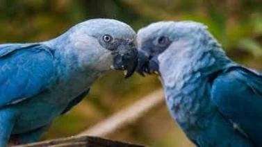 El guacamayo azul se suma a la lista de aves extintas