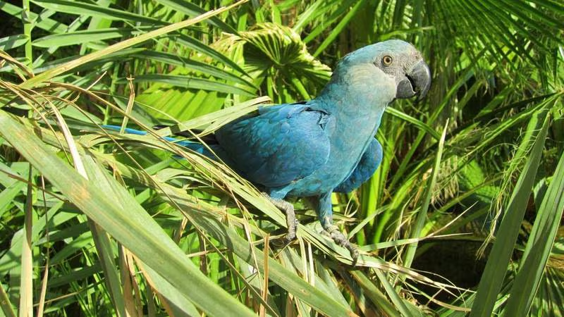 El guacamayo azul se suma a la lista de aves extintas El guacamayo azul se suma a la lista de aves extintas