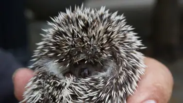 Creyó encontrar un erizo herido y lo que era realmente asombró a todos Creyó encontrar un erizo herido y lo que era realmente asombró a todos