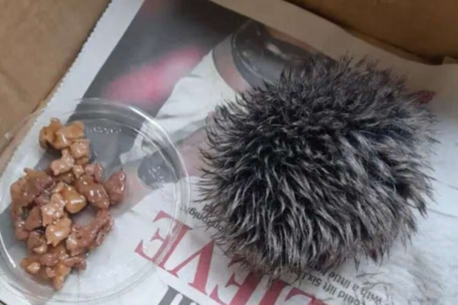 Creyó encontrar un erizo herido y lo que era realmente asombró a todos Creyó encontrar un erizo herido y lo que era realmente asombró a todos