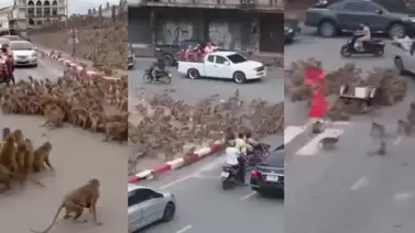 Dos bandas de monos se enfrentan en ciudad turística de Tailandia (+Video) Dos bandas de monos se enfrentan en ciudad turística de Tailandia (+Video)