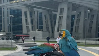 Loros revelan a un hombre el terrible secreto de su mujer