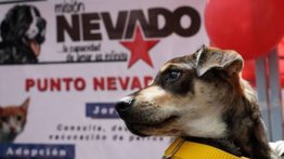 Sepa cuándo Misión Nevado realizará la última jornada de esterilización a bajo costo