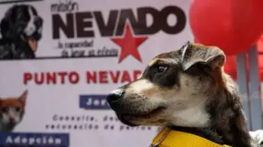 Sepa cuándo Misión Nevado realizará la última jornada de esterilización a bajo costo Sepa cuándo Misión Nevado realizará la última jornada de esterilización a bajo costo