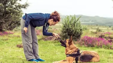 Los perros reconocen las palabras más de lo que crees Los perros reconocen las palabras más de lo que crees