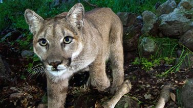 ATENCIÓN: Puma mató a joven en California e hirió gravemente a su hermano