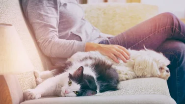 Conoce más a esta mascota preferida en los hogares
